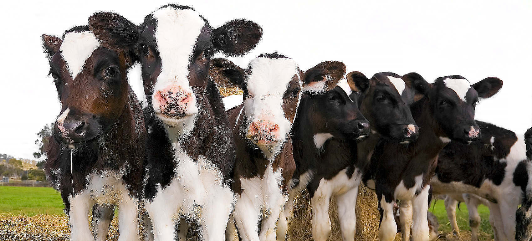 Healthy calfs, thanks to Southern Humates