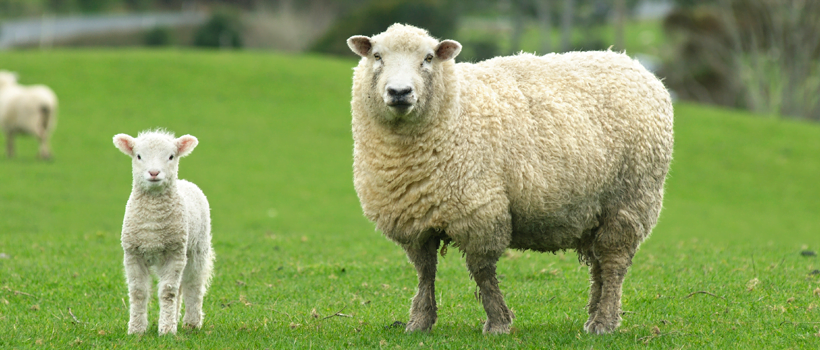 farm-sheep