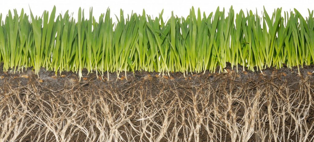 Grow more grass on your farm with Southern Humates